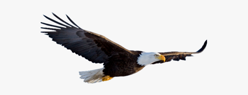 Transparent Background Eagle Png, Png Download, Free Download