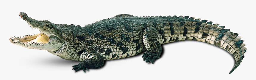 Transparent Background Alligator Png, Png Download, Free Download