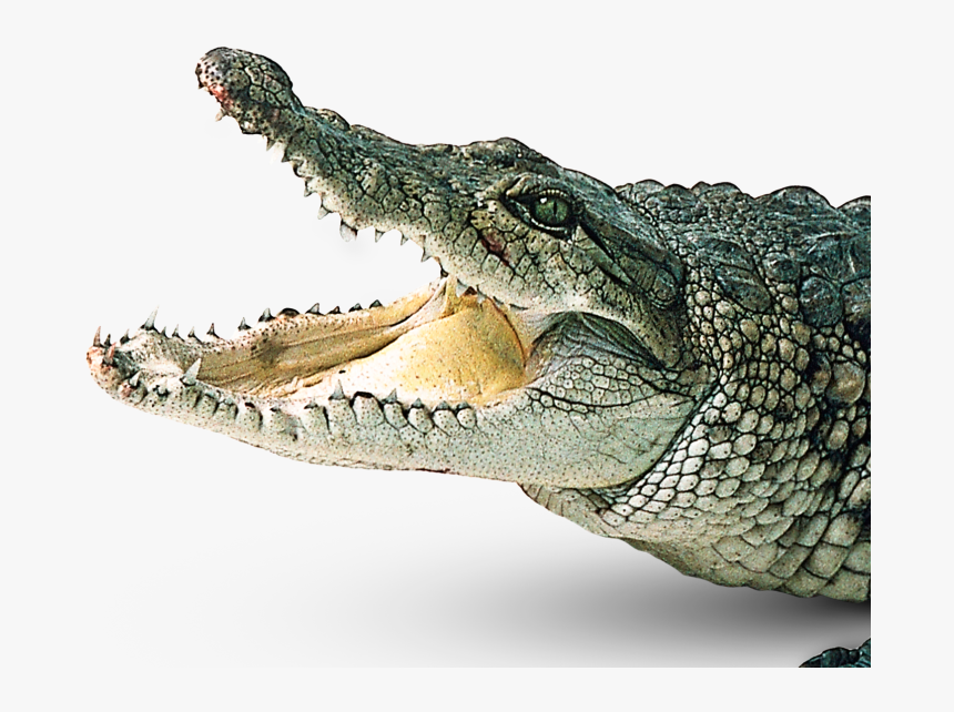 Download Crocodile Png Picture - Transparent Background Alligator Png, Png Download, Free Download