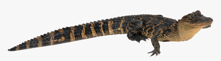 Alligator Png - 鳄鱼, Transparent Png, Free Download