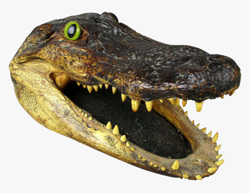 Alligator - Transparent Background Alligator Head Png, Png Download, Free Download