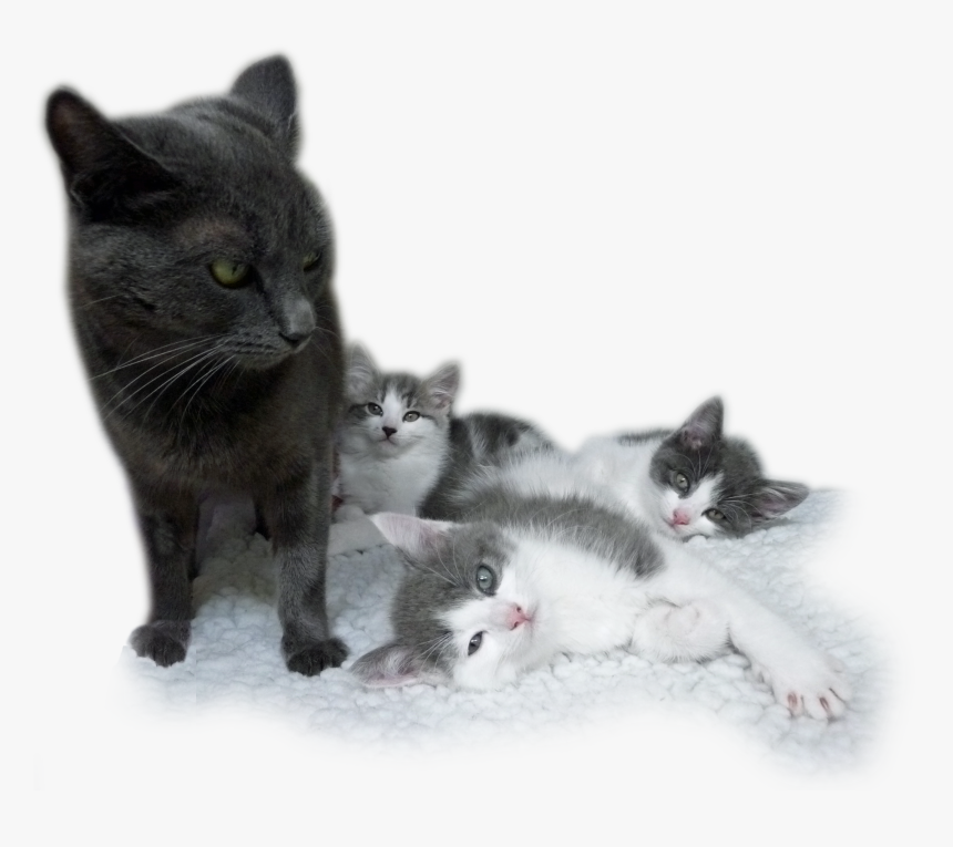 Transparent Kittens Clipart - Kitten, HD Png Download, Free Download