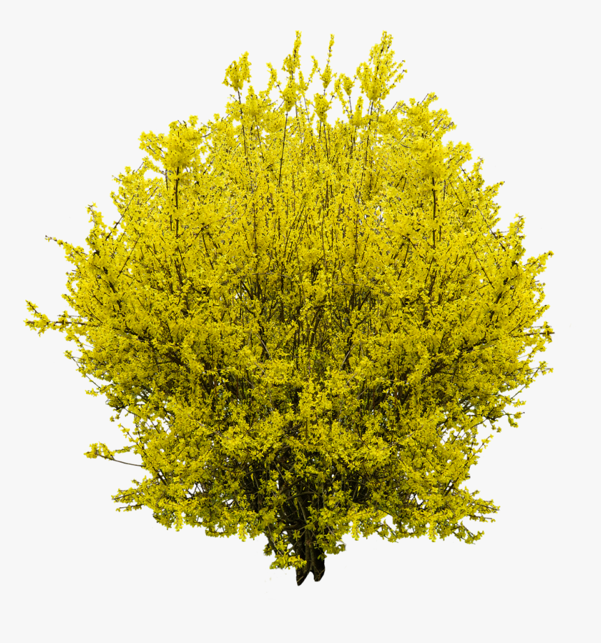 Forsythia Png, Transparent Png, Free Download