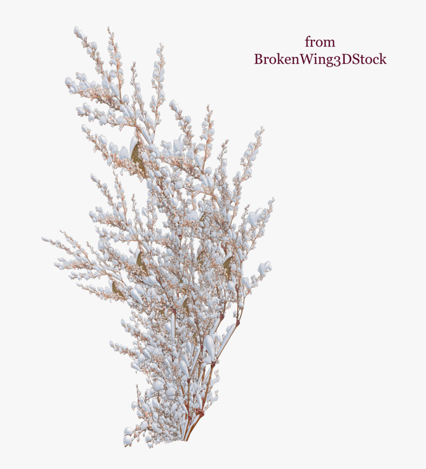 Transparent Snow Tree Png - Plants With Snow Png, Png Download, Free Download