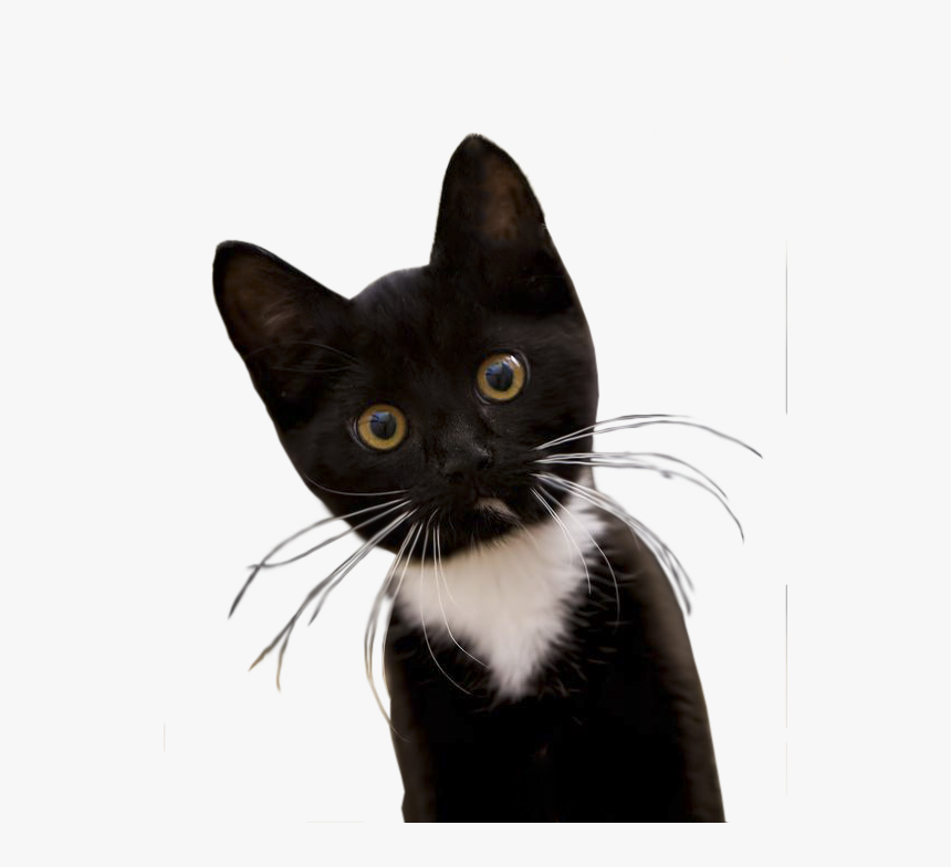 Tuxedo Black And White Kittens, HD Png Download, Free Download