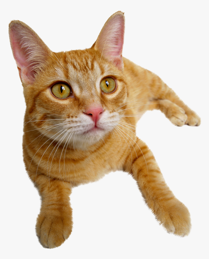 Problem Based Feline Medicine, HD Png Download, Free Download