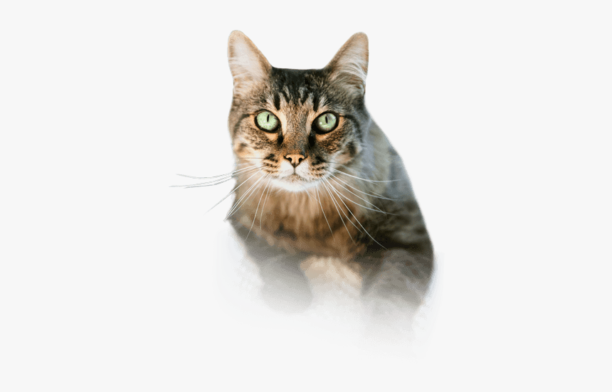 Scarry Cat Png - Cat Swimming Transparent Background, Png Download, Free Download