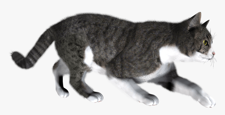 41 Cat Png Image Download Picture Kitten - Cat Walking Transparent Background, Png Download, Free Download