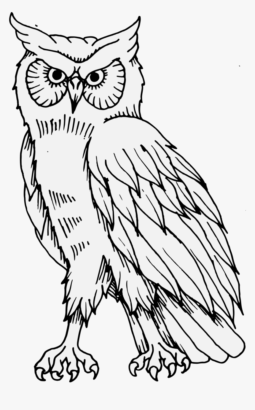 Transparent Png Owl, Png Download, Free Download