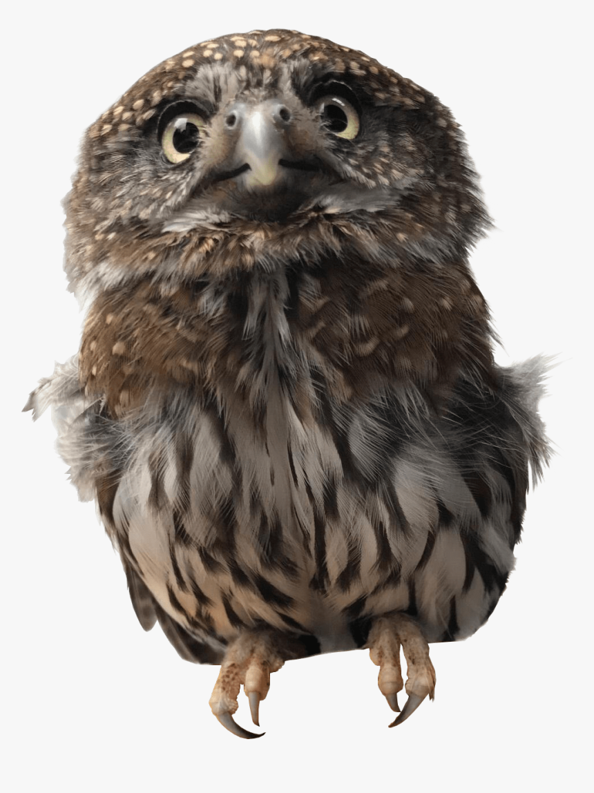 Pygmy Owl Transparent Png Image - Pygmy Owl Transparent Background, Png ...