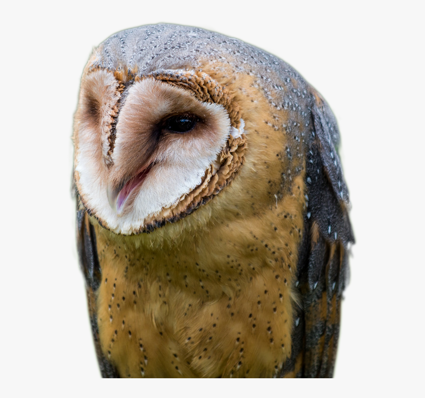 Screech Owl, HD Png Download, Free Download