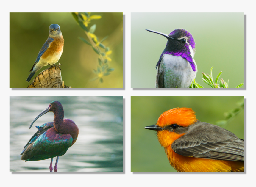 Colorful Birds - Rufous Hummingbird, HD Png Download, Free Download