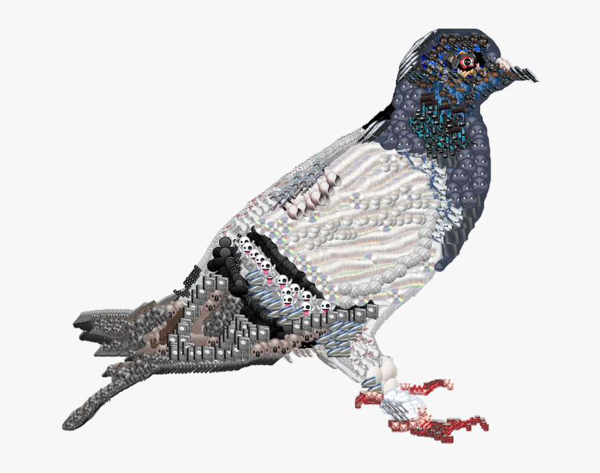 Rock Dove, HD Png Download, Free Download