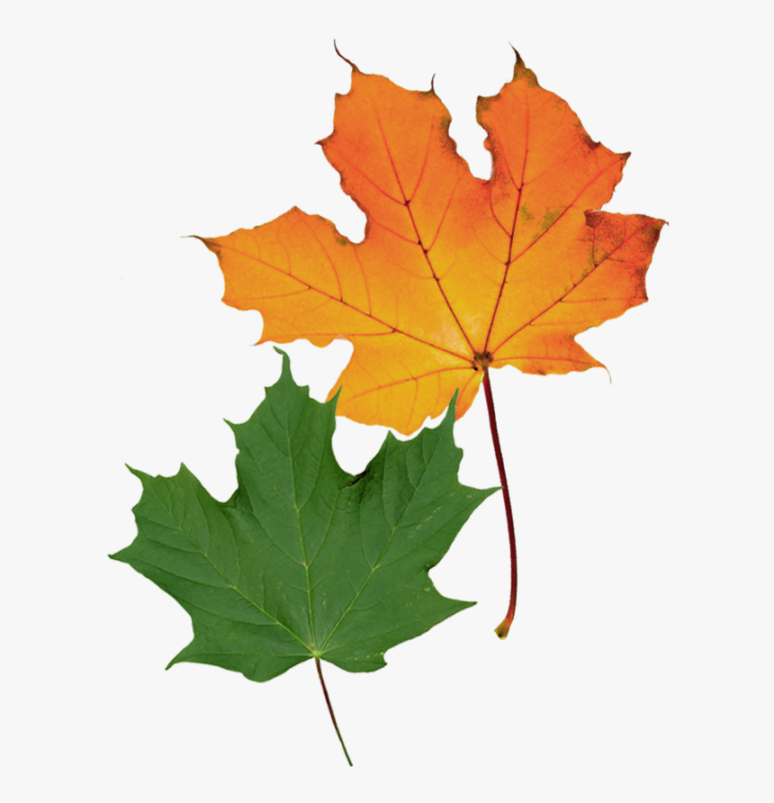 Acer Saccharum Balista - Maple Leaf, HD Png Download, Free Download