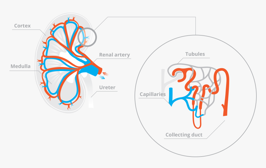 Capillaries Bring Blood To The Kidney Tubules To Be, HD Png Download, Free Download