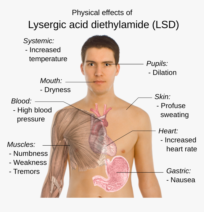 Does Lsd Affect The Body, HD Png Download, Free Download