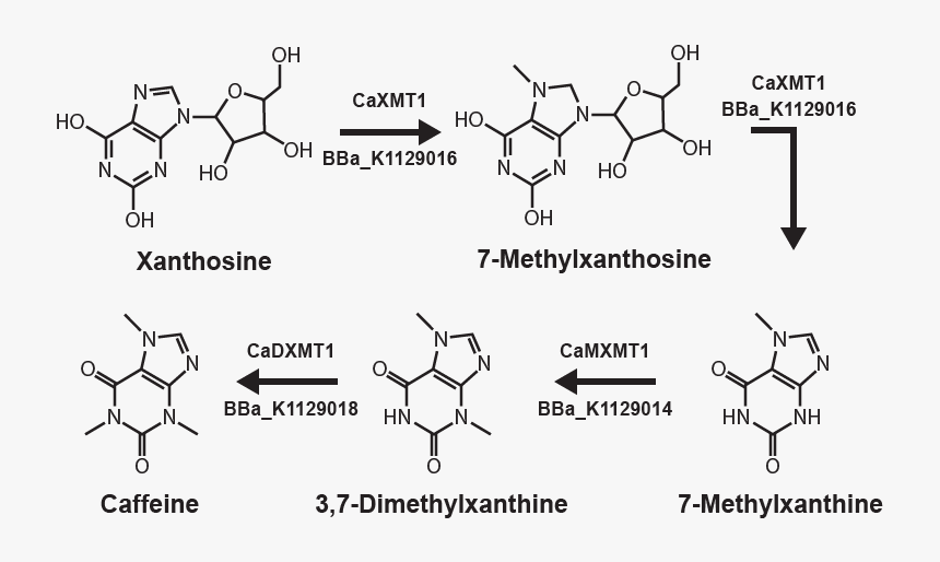 Extraction Of Caffeine From Tea Mechanism, HD Png Download, Free Download