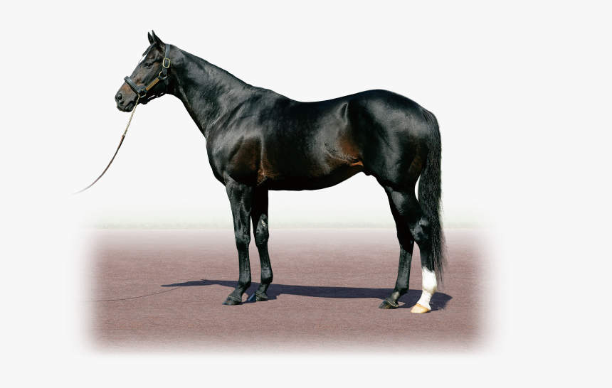 Heart’s Cry - Kings Best Horse, HD Png Download, Free Download