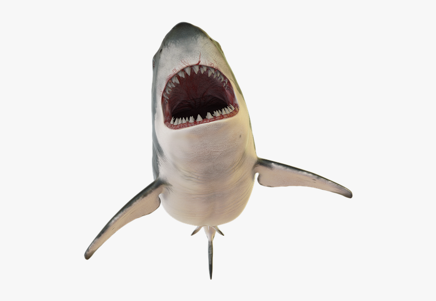 Great White Shark, HD Png Download, Free Download