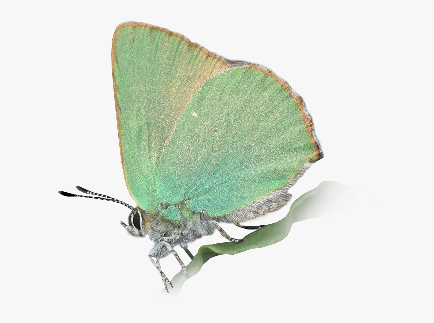 Callo - Green Hairstreak, HD Png Download, Free Download