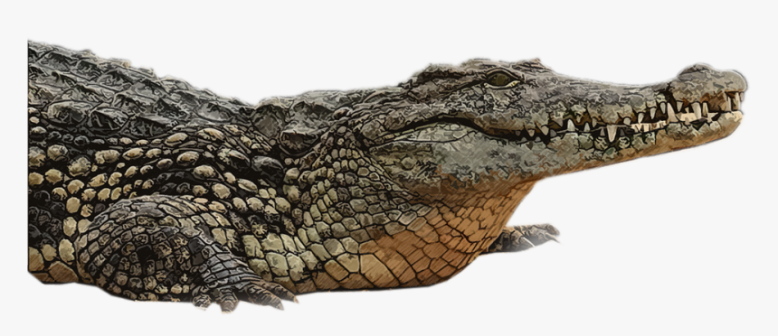 Nile Crocodile, HD Png Download, Free Download