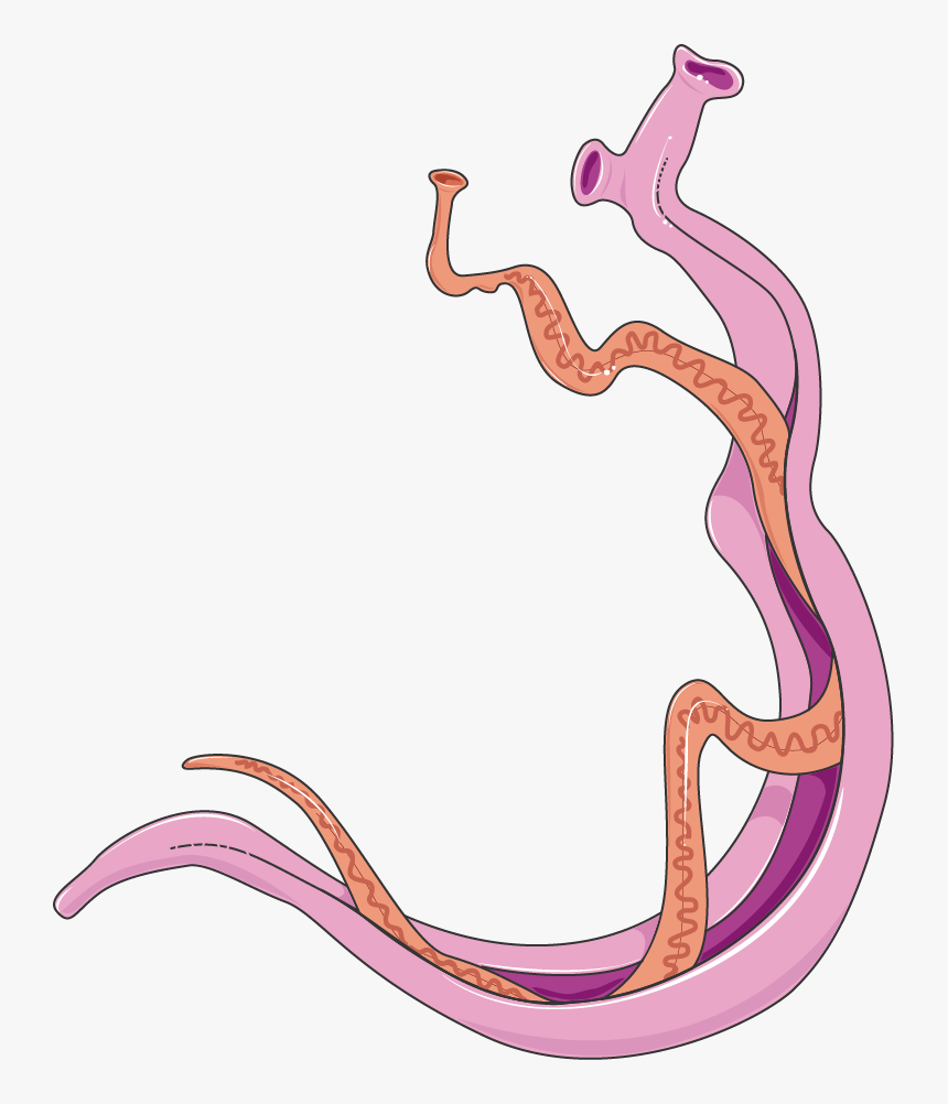 Imagenes De Schistosoma Mansoni, HD Png Download, Free Download