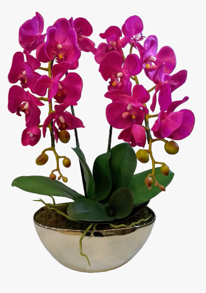 Orchids Of The Philippines, HD Png Download, Free Download