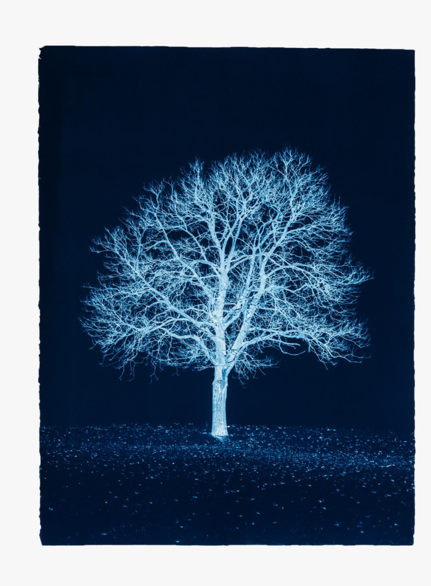 Portrait D´arbre, Prussian Blue Study No, HD Png Download, Free Download