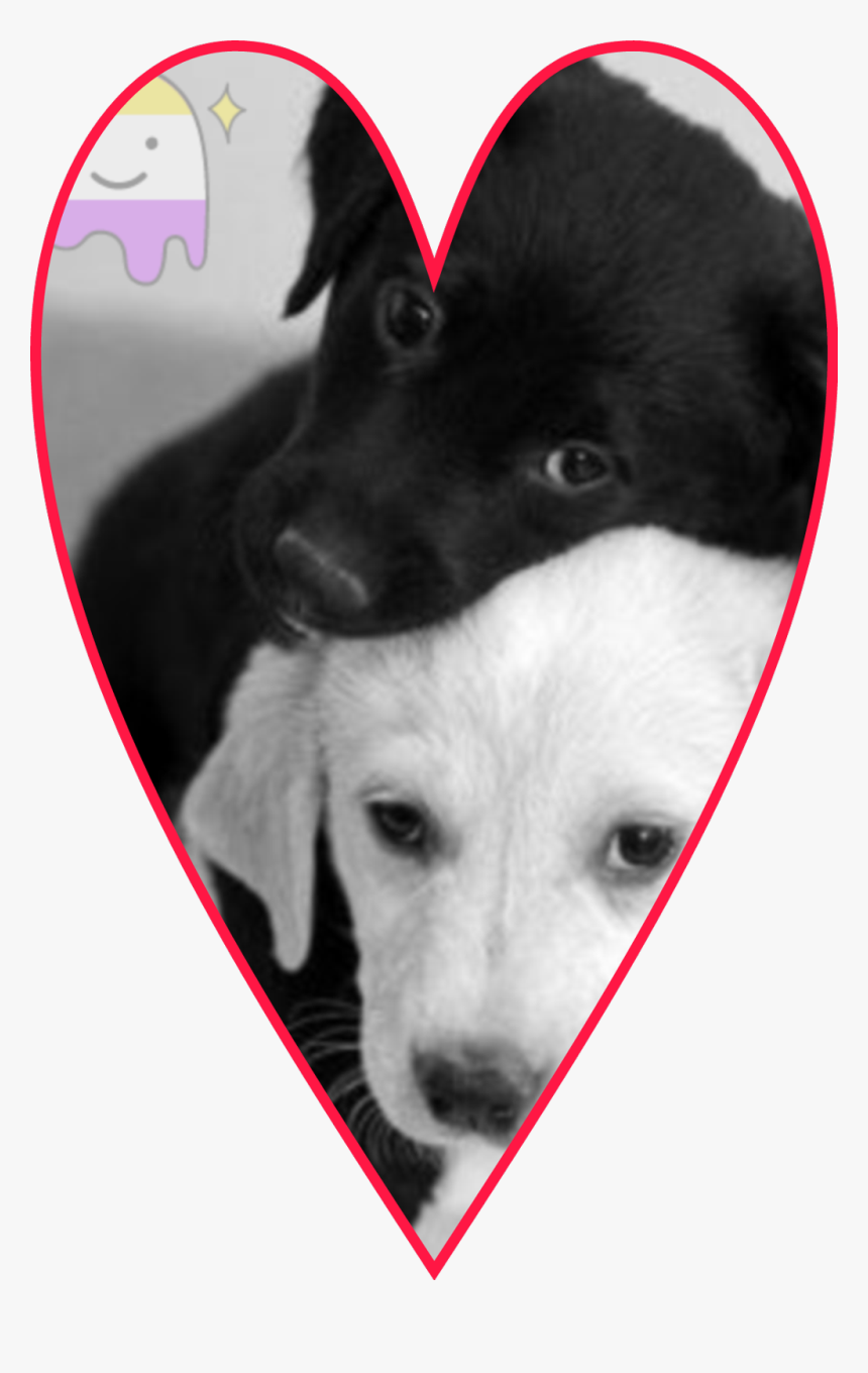 #perritos💖 - Cute White And Black Dogs, HD Png Download, Free Download