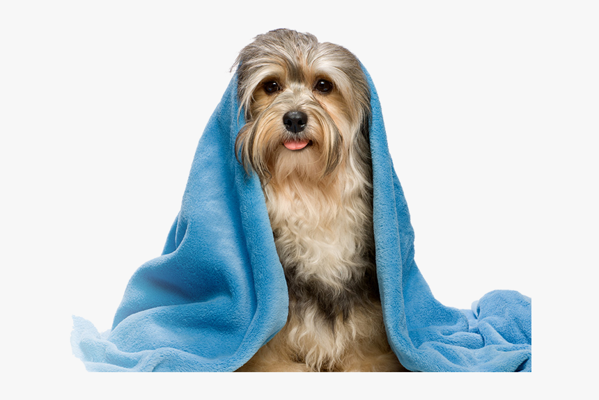 Pet Wash, HD Png Download, Free Download