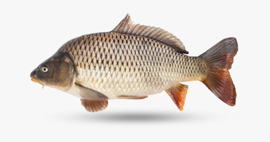 Carp Carpe Fond Blanc Hd Png Download Kindpng