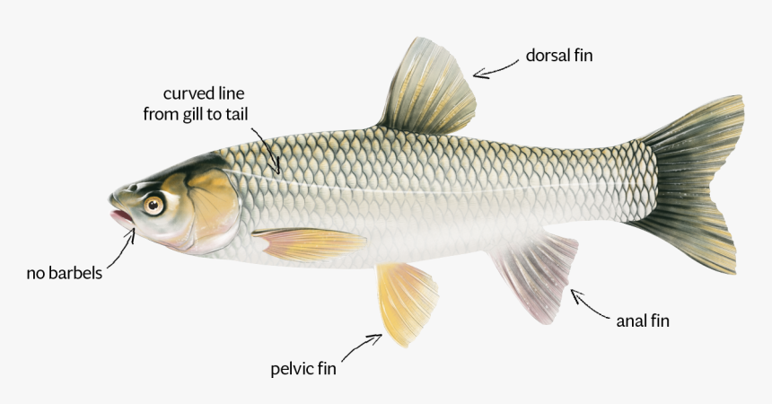 Asian Grass Carp Dorsal, HD Png Download, Free Download