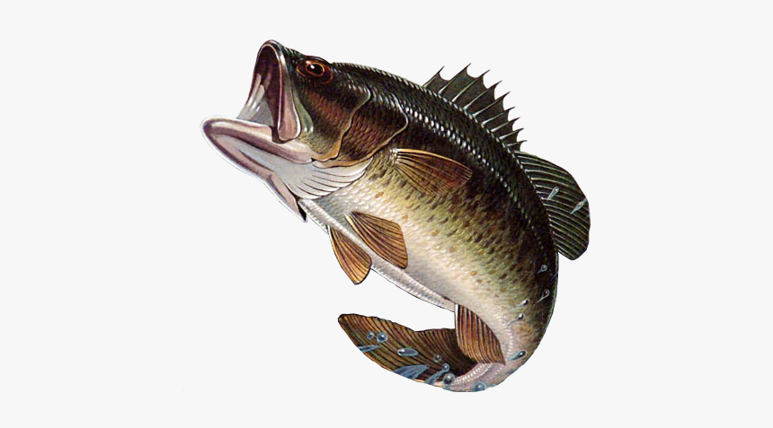 Largemouth Bass Png, Transparent Png, Free Download