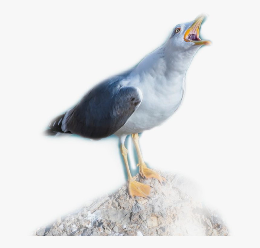 #gaviota - European Herring Gull, HD Png Download, Free Download