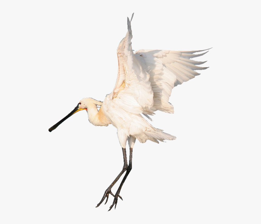 Heron Png Photos - Beak, Transparent Png, Free Download