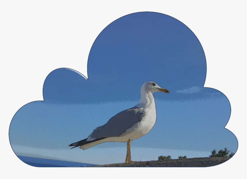 #gaviota - Laughing Gull, HD Png Download, Free Download