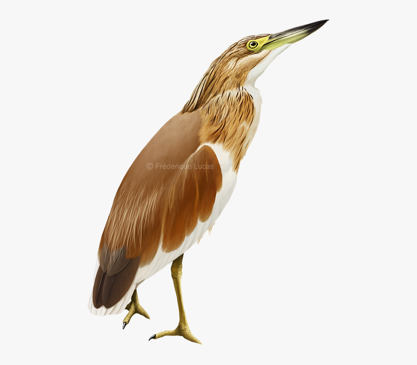 Pond Heron Png, Transparent Png, Free Download