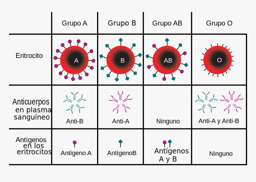 Blood Types, HD Png Download, Free Download