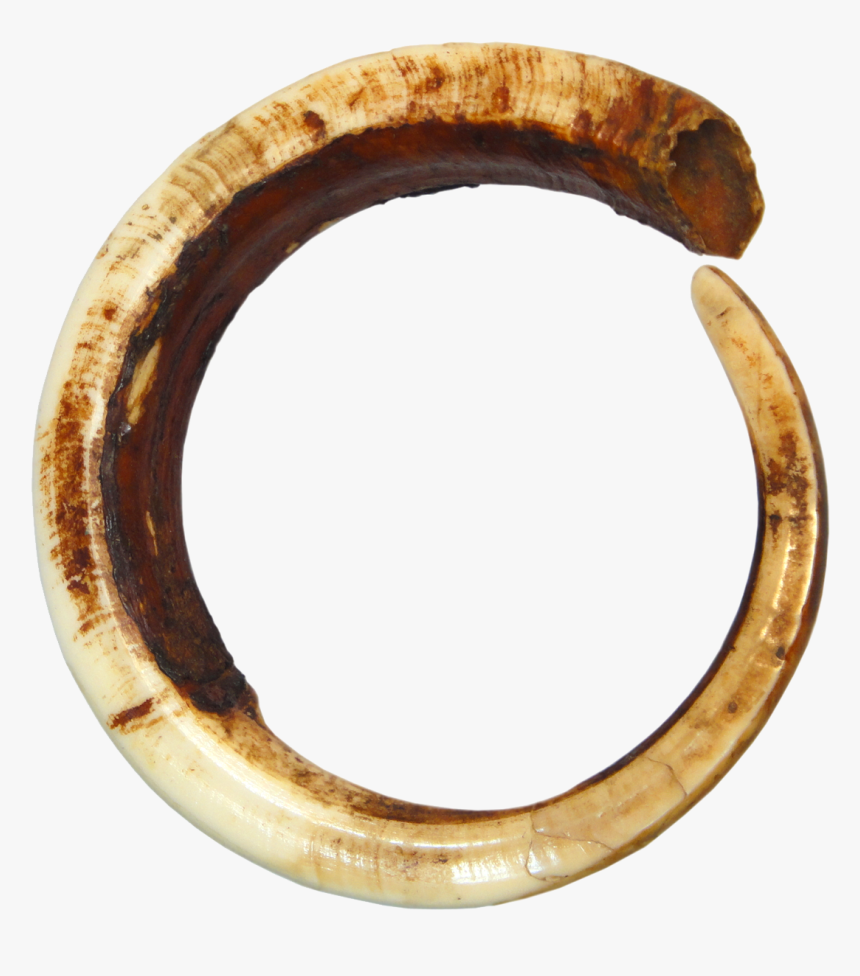 Pig Tusk Png, Transparent Png, Free Download