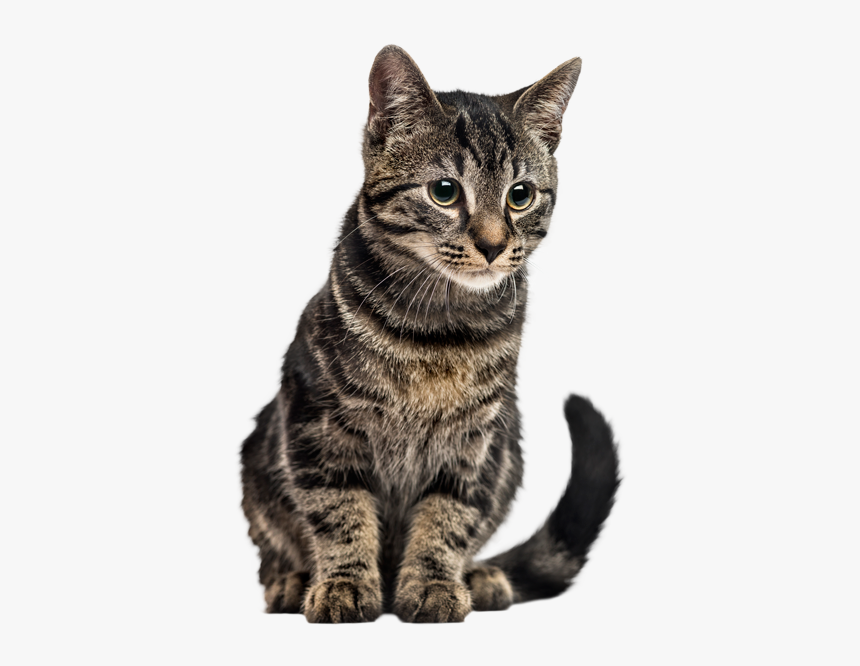 European Shorthair, HD Png Download, Free Download