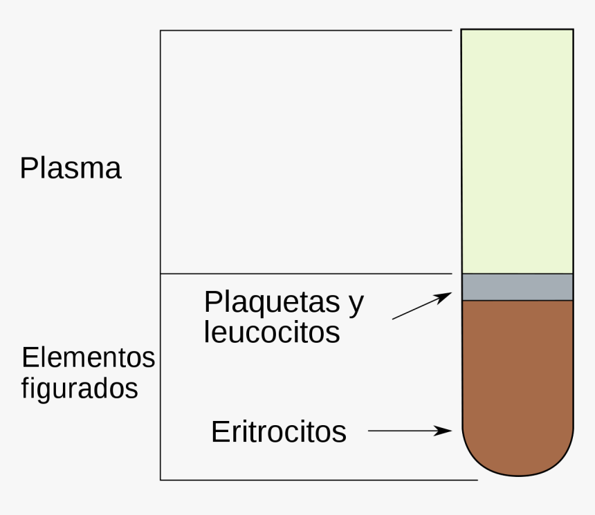 Percentage Of Leukocytes Erythrocytes, HD Png Download, Free Download