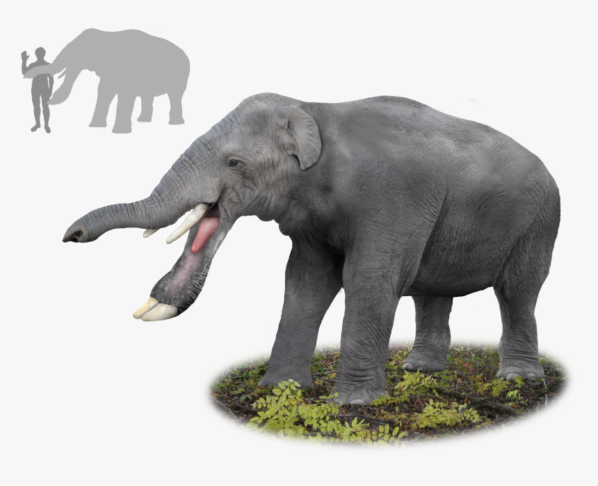 File - Platybelodon - Miocene Elephants, HD Png Download, Free Download