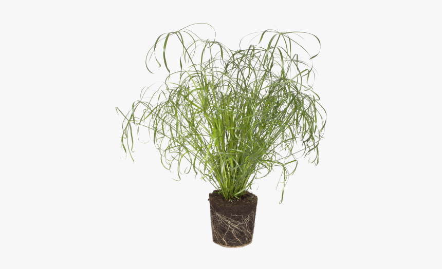 Grass, HD Png Download, Free Download