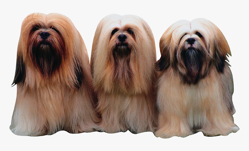 Long Hair Short Dogs, HD Png Download, Free Download