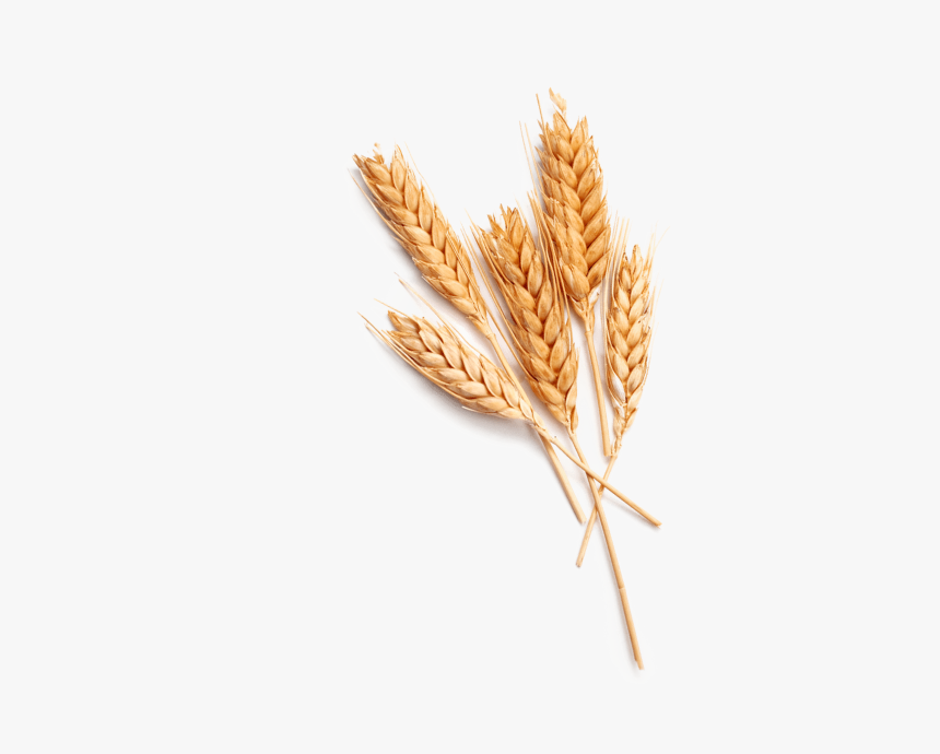 Einkorn Wheat, HD Png Download, Free Download