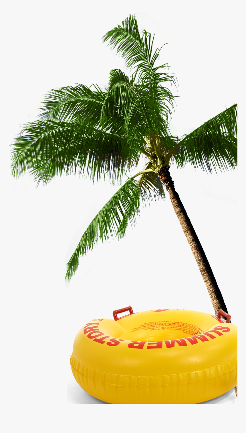 Transparent Coconut Tree Png, Png Download, Free Download