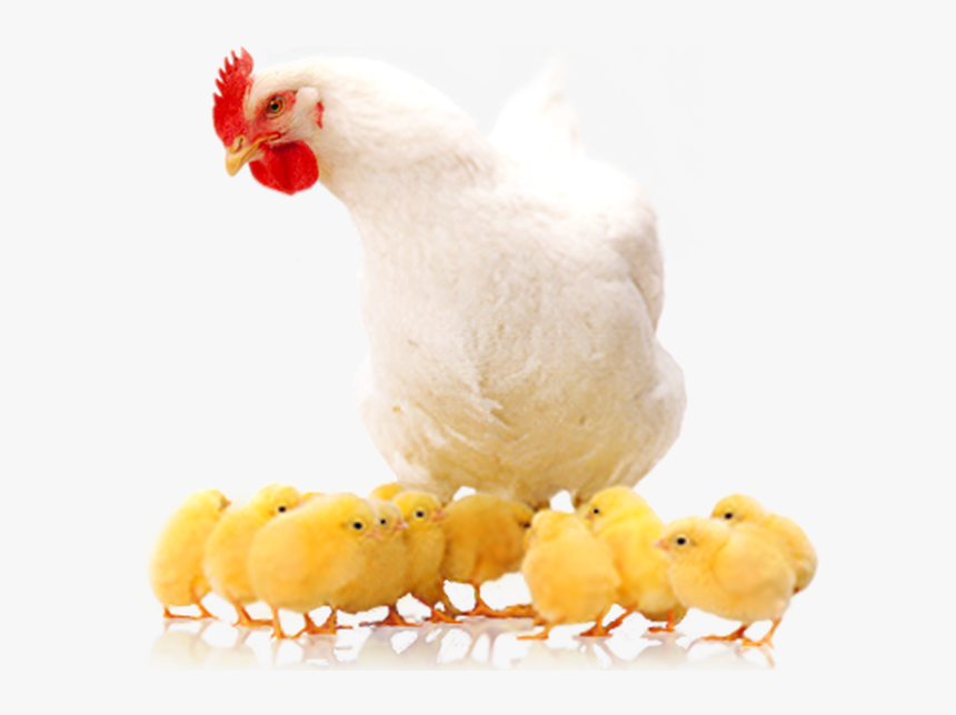 poultry-farming-means-raising-various-types-of-domestic-poultry-png