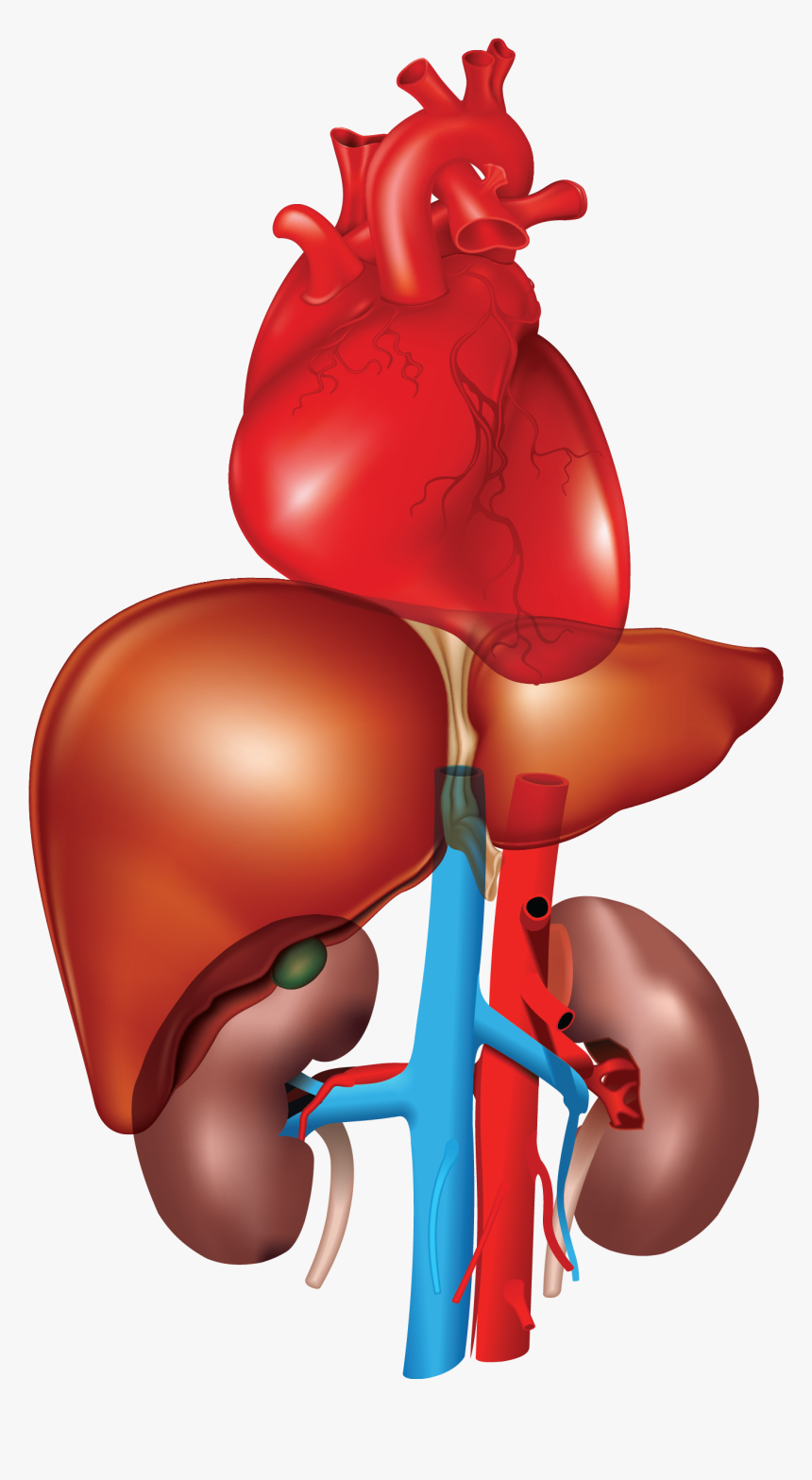 Heart, Liver, Kidney - Heart Liver And Kidney, HD Png Download, Free Download