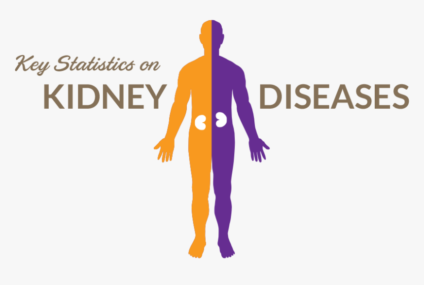 Demographics Polycystic Kidney Disease, HD Png Download, Free Download