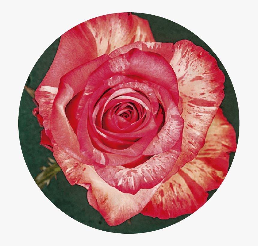 Rosas Rosas Png, Transparent Png, Free Download